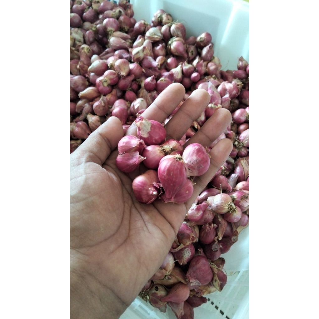 

BAWANG MERAH PROBOLINGGO BESAR SEDANG TANGGUNG CAMPUR 1KG DAN 500GRAM