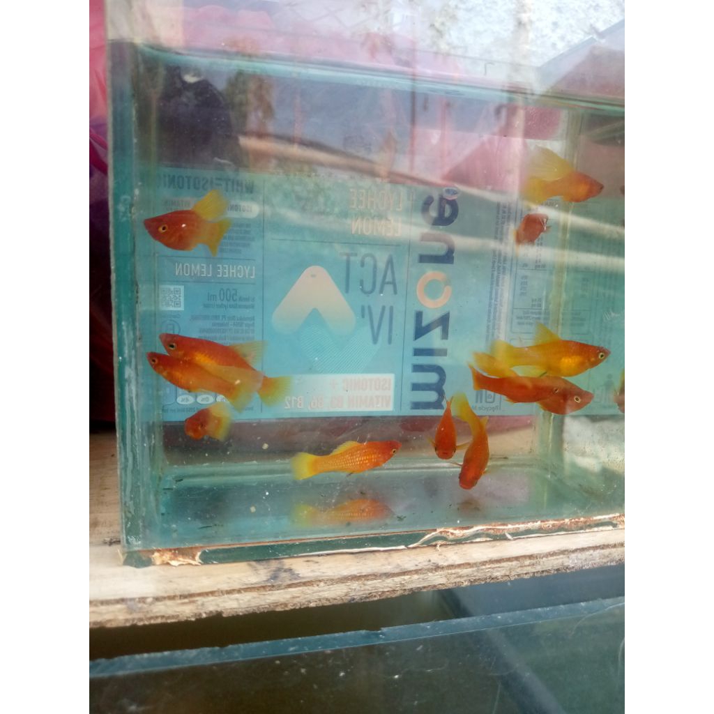 platy Variatus sunrise dewasa siap breed ( 1 pasang )