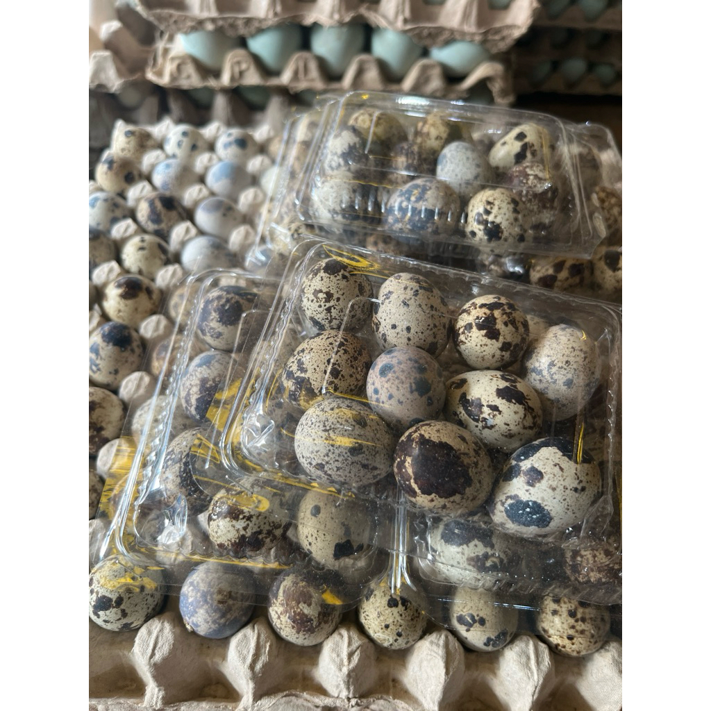 

Telur puyu /telur ayam / Telur / pasar online / pasar online makassar