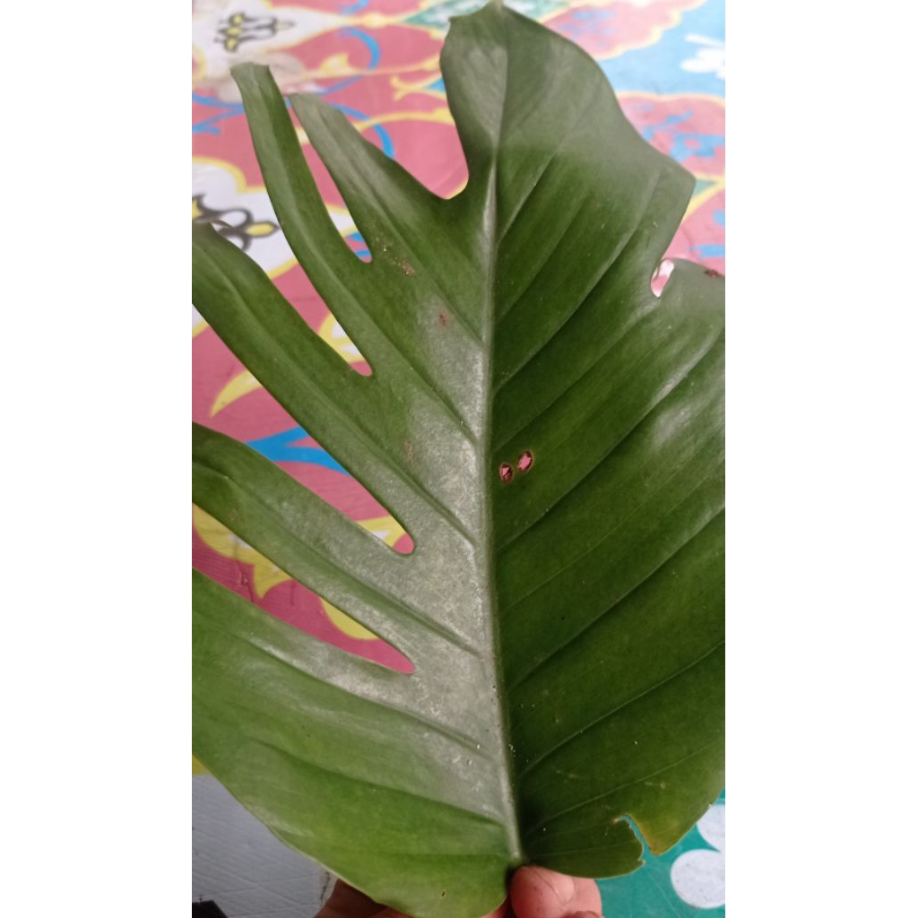 

Daun ekor naga segar 10 lebar