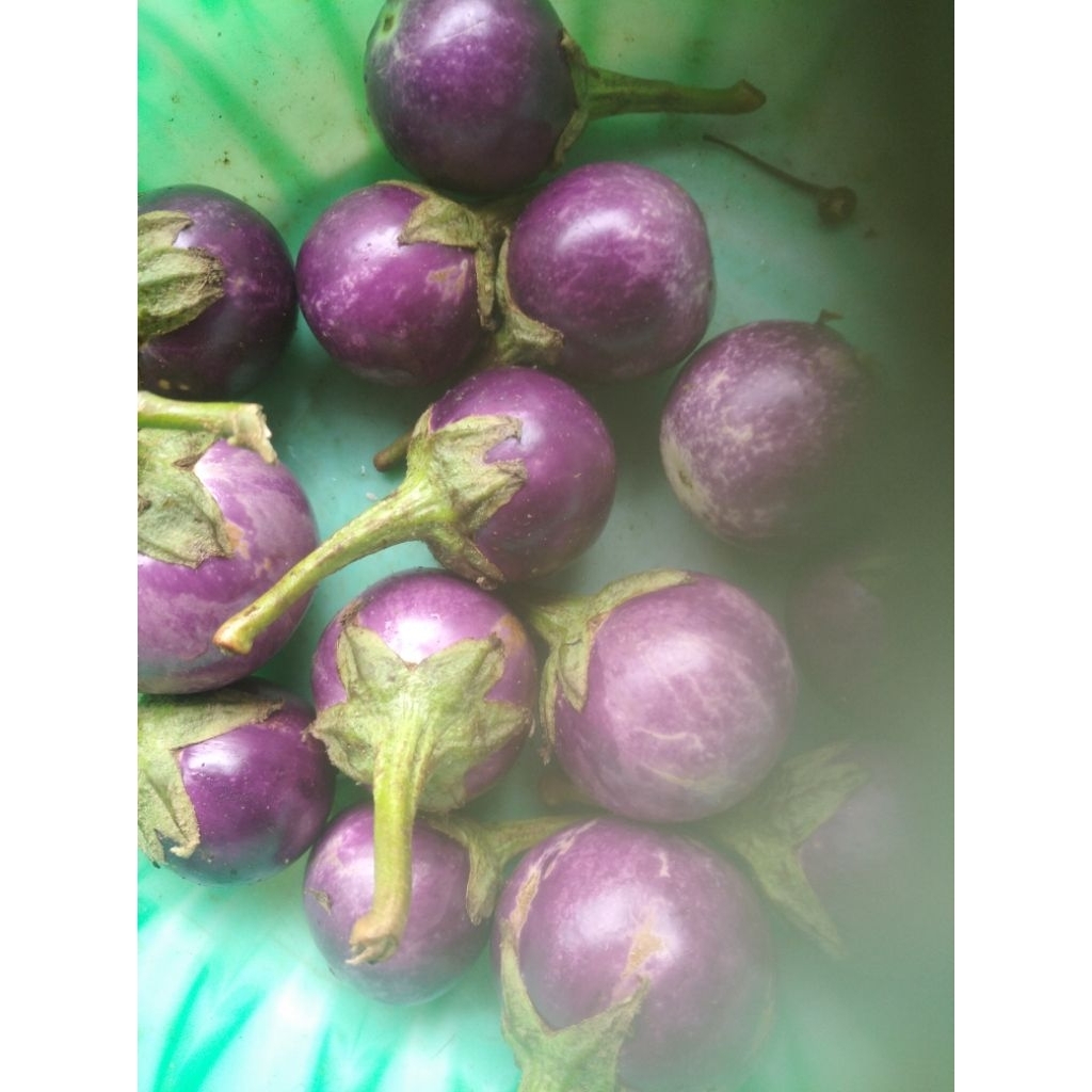 

250g terong ungu kecil