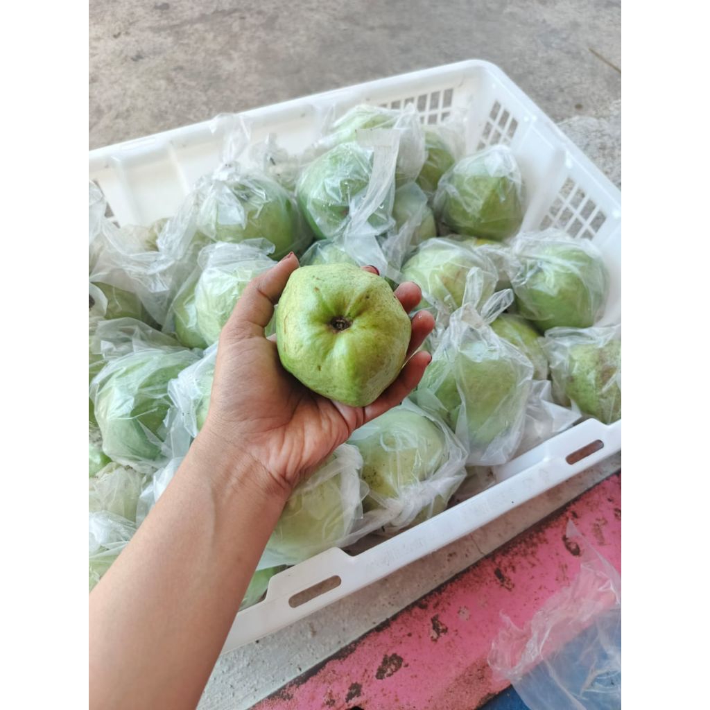 

Jambu kristal asli jember 1kg