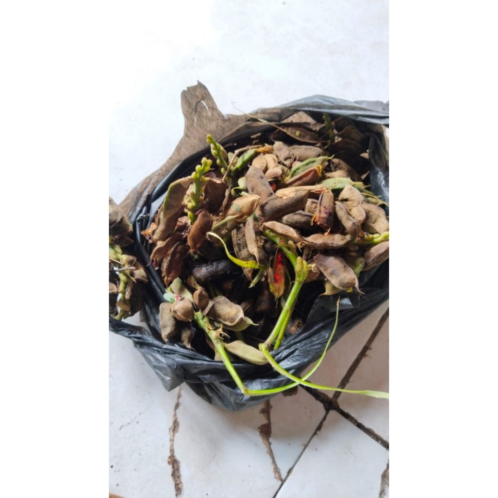 

biji saga Fress isi 1000 biji