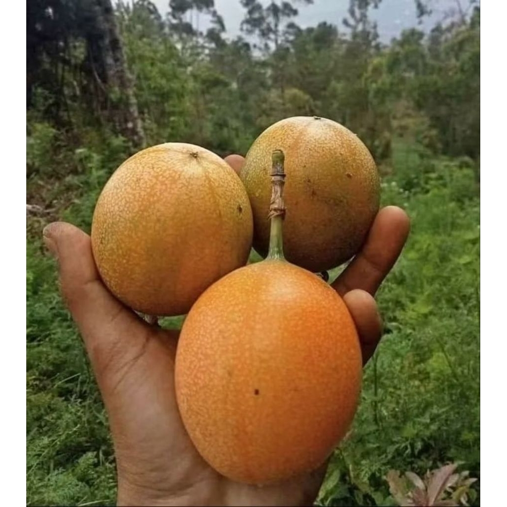 

Buah Markisa Manis/Konyal Manis 1Kg Segar