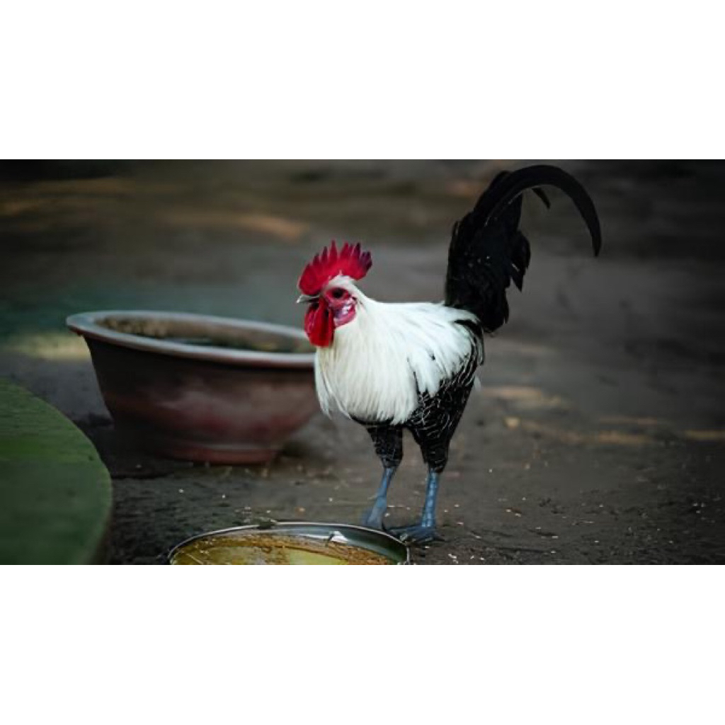 

TELUR FERTIL AYAM ARAB TEIAS UNTUK DITETASKAN