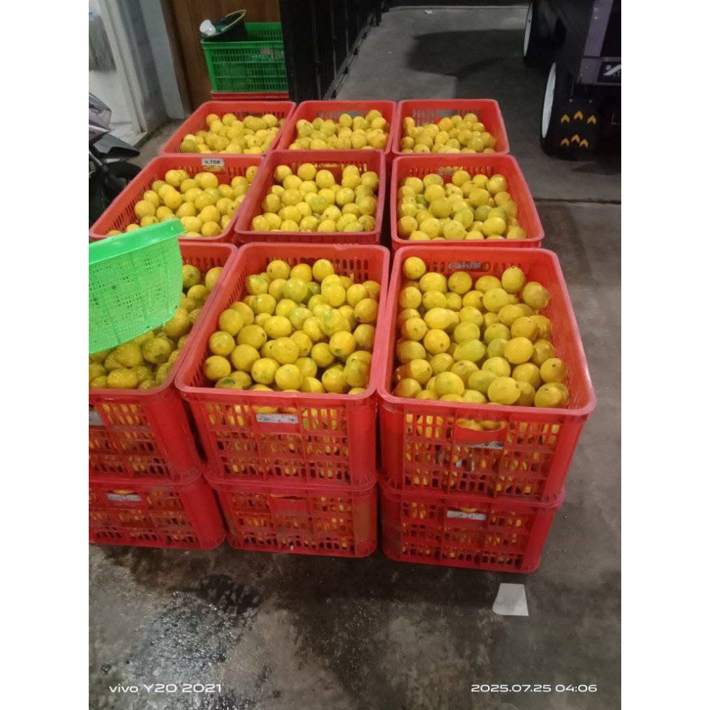 

jeruk kalipornia fres,segar langsung dari pohon super murah