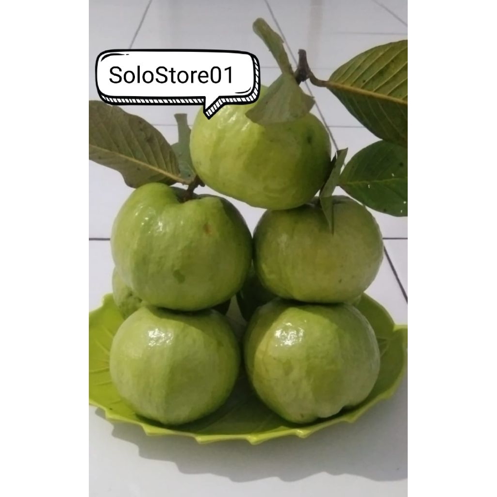 

paket 1 kg fresh jambu kristal petik pohon teksturnya renyah dan nikmat