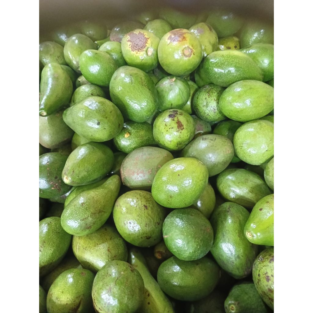 

alpukat mentega super dan premium