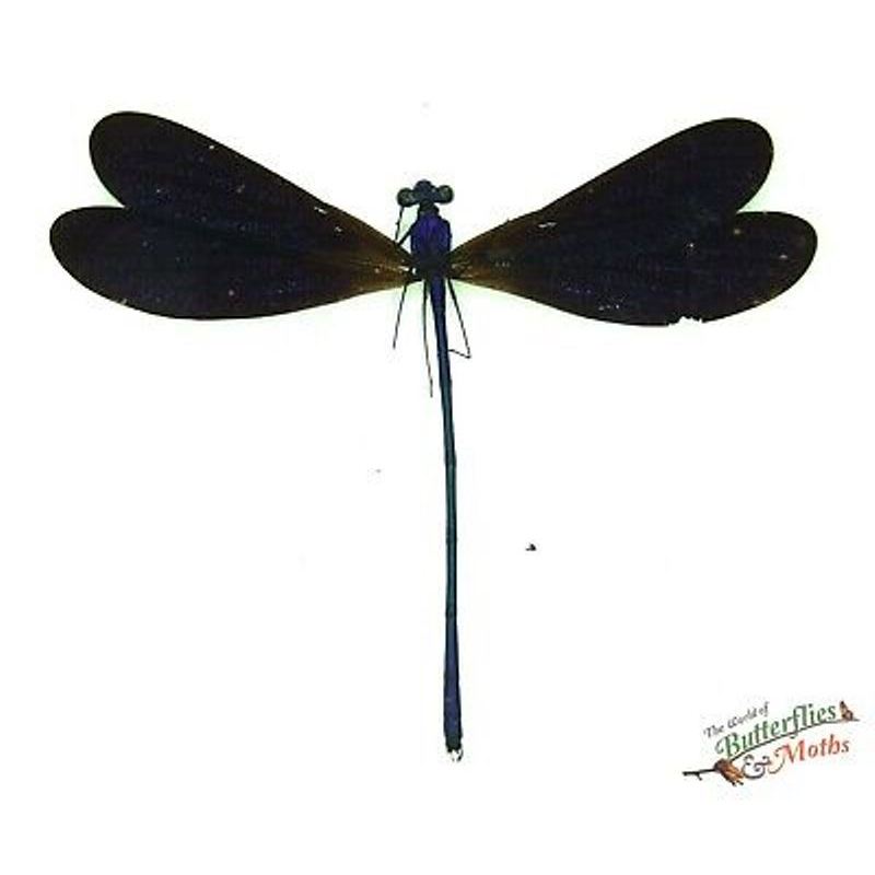 INSEKTARIUM AWETAN SERANGGA KERING ASLI CAPUNG