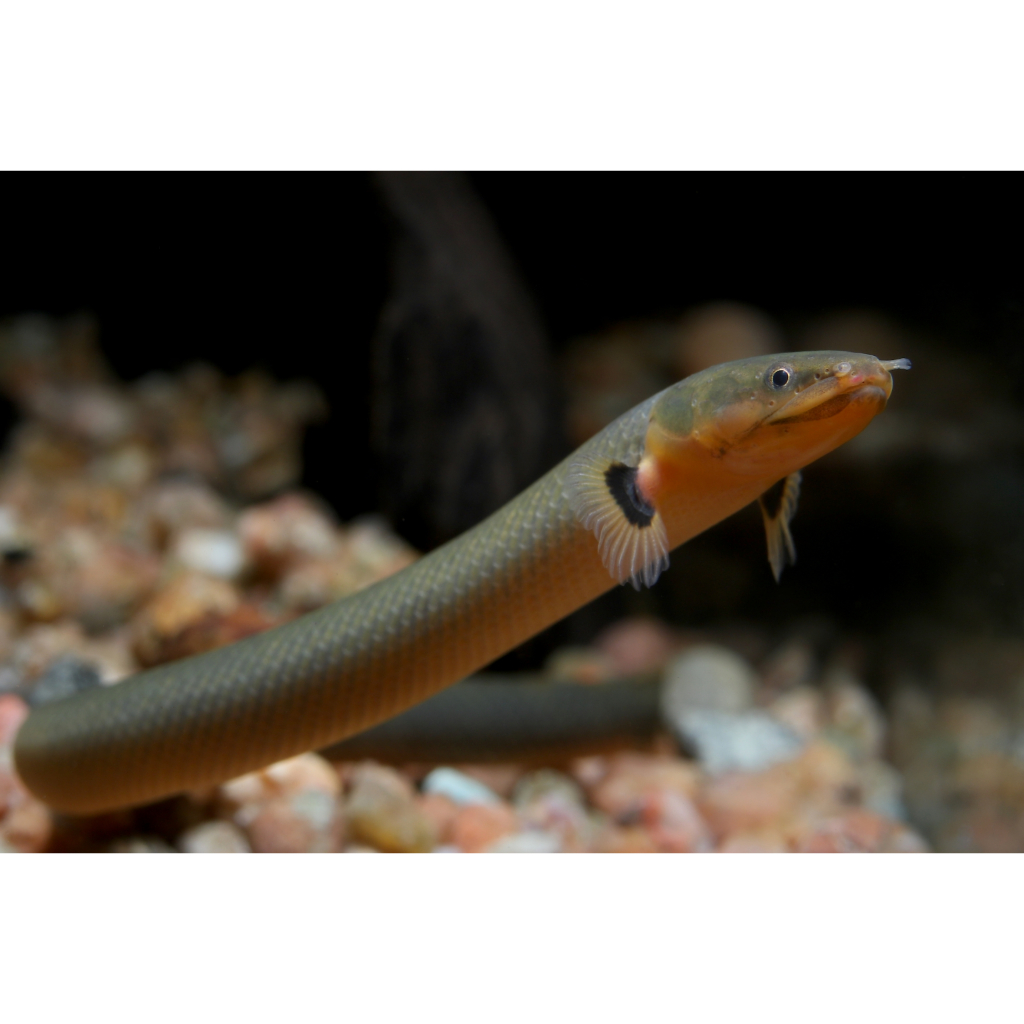 Palmas Tali / Ropefish Size 25-30cm (Erpetoichthys calabaricus) Import, Langka & Jarang ada