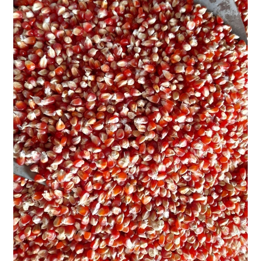 jagung merpati kecil merah cililin ready