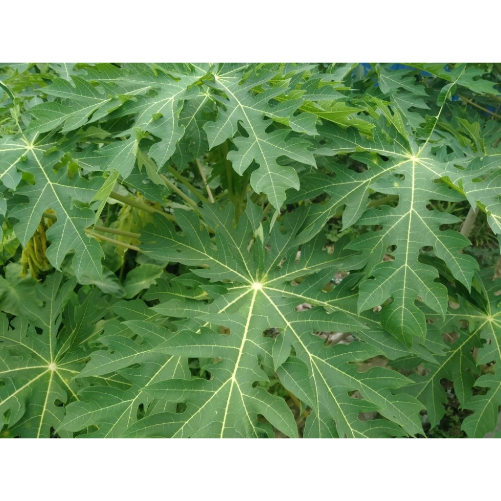 

daun pepaya segar 500g pesan baru petik free kembang pepaya...