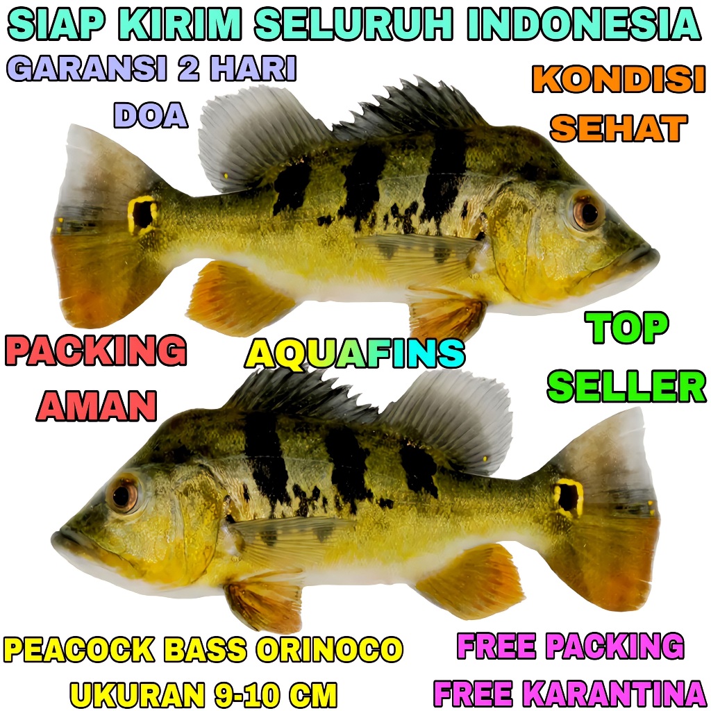HIASAN CICHLID GOLDEN PEACOCK BASS CICHLA ORINOCO UKURAN 9-10 CM