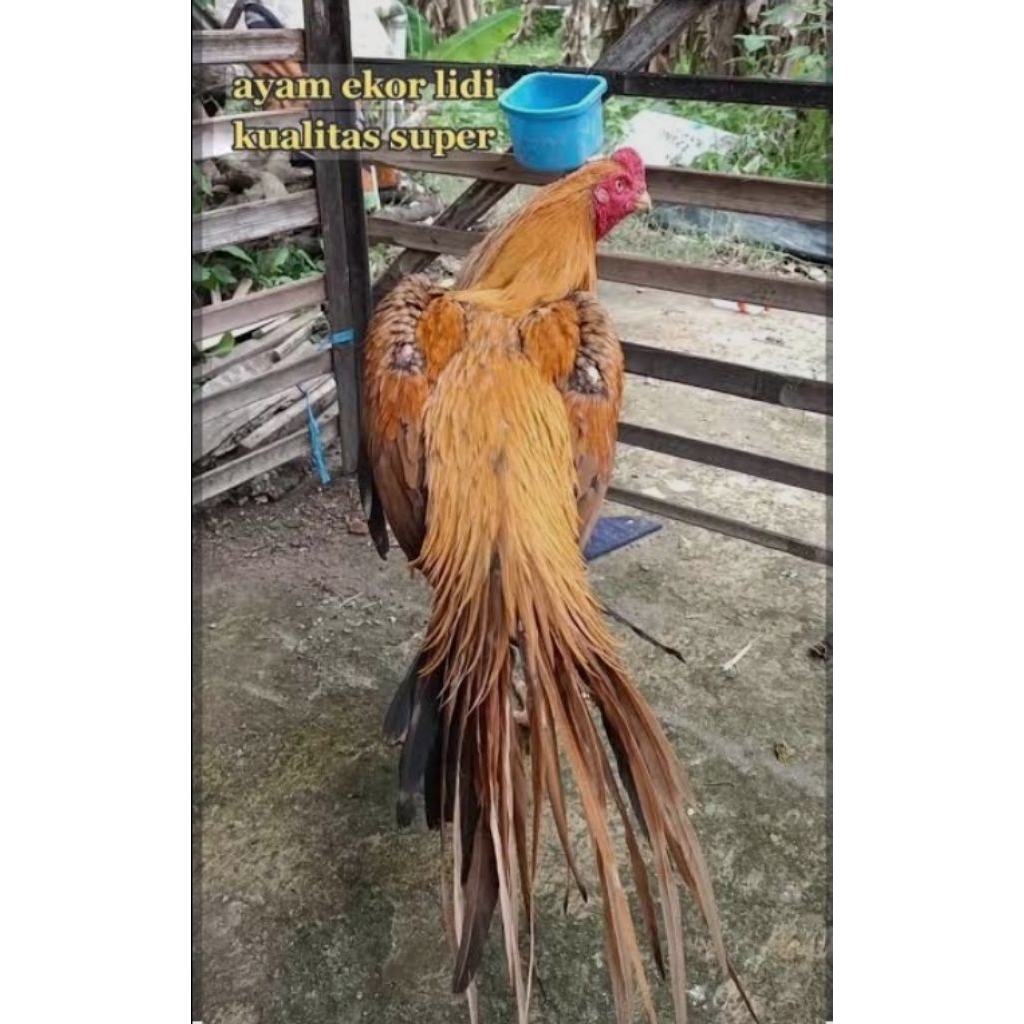 Telur Ayam Ekor Lidi Kwalitas Super Garansi satu Bulan Fertil