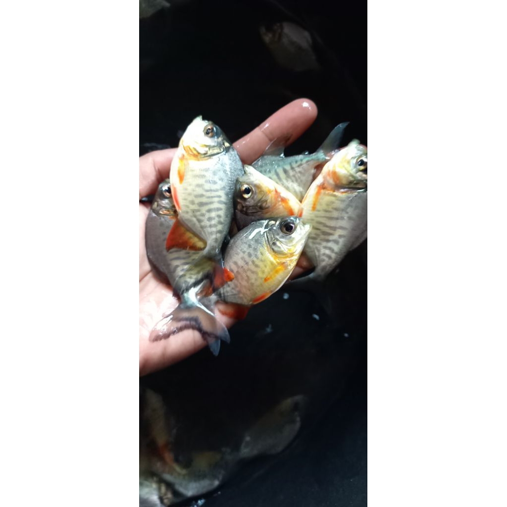 Bibit Bawal 2 Jari Ngorek Harga Grosir