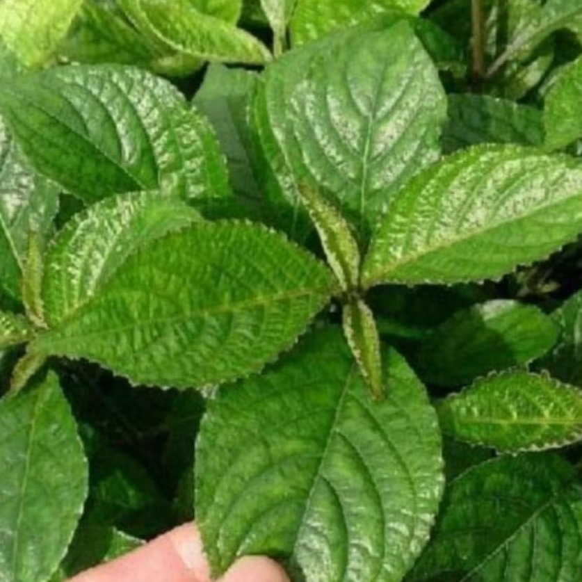 

di petik langsung herbal daun keji beling/pecah beling per 100 lmbar