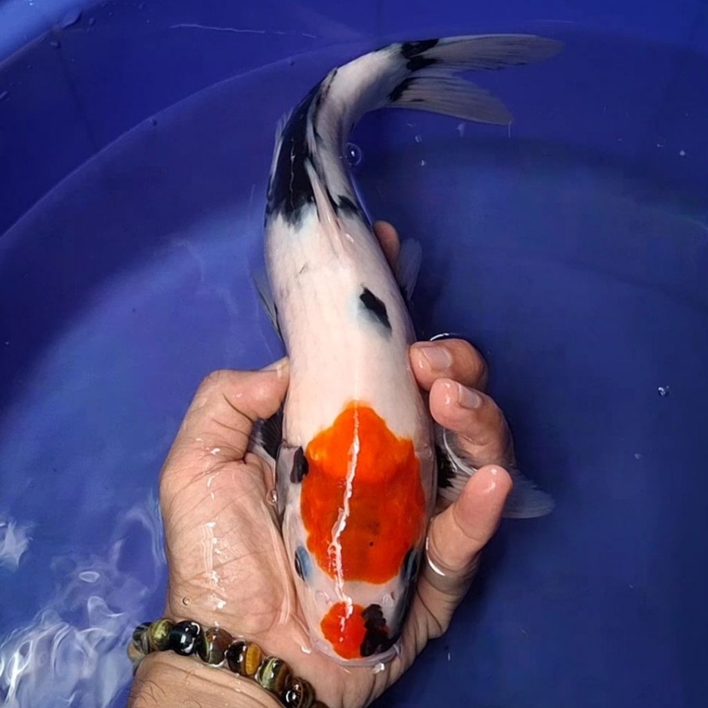 Ikan Koi Blitar Jenis Tancho / Rumah Koi Jakarta / kode 002