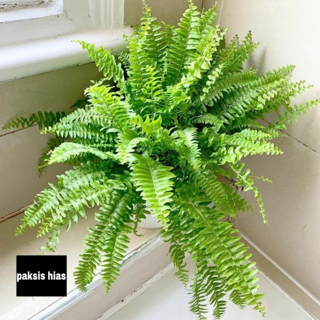 Tanaman Hias Pakis Kelabang Jumbo
