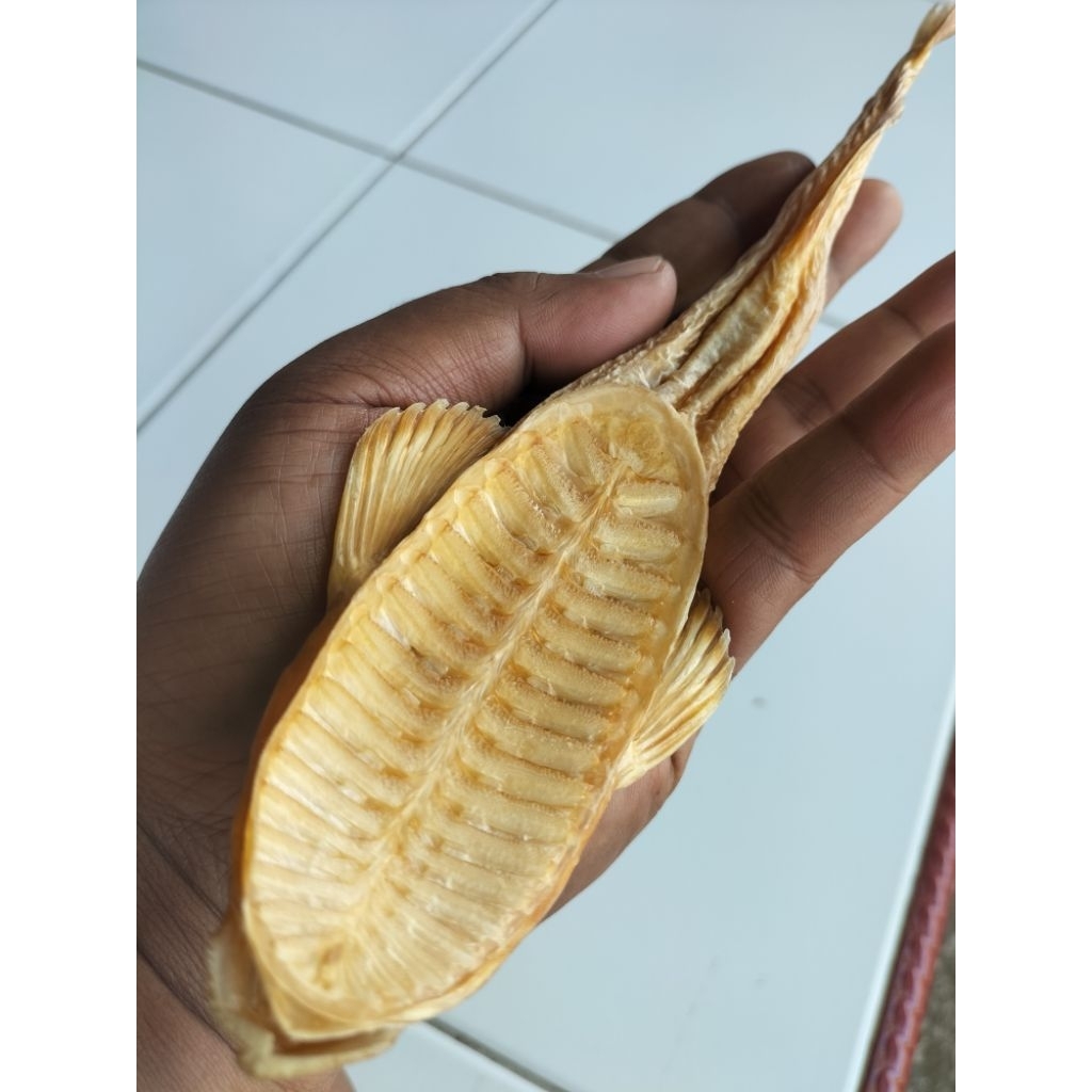 

Ikan iwak tempel putih kering utuh langka