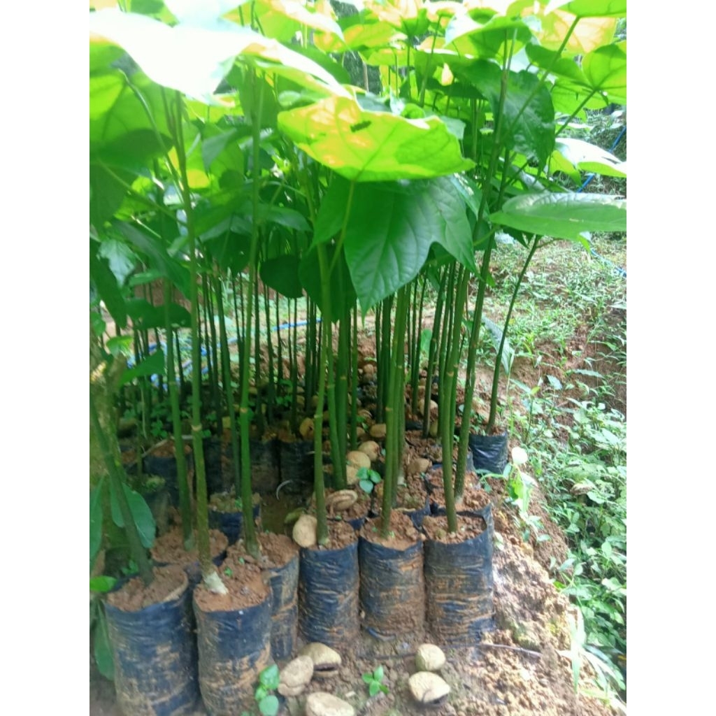 bibit kluwek siap tanam