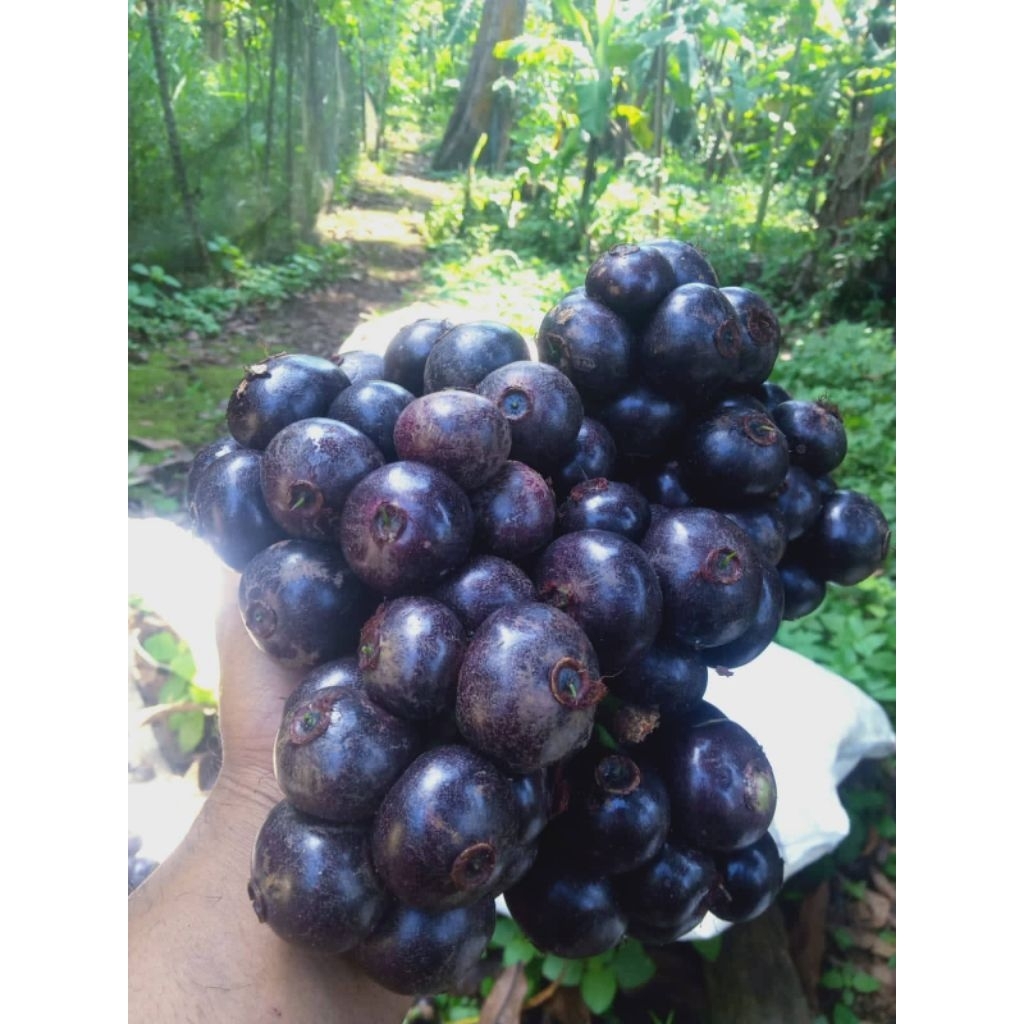 

buah kupa gowok per 1 kg termurah barang seger