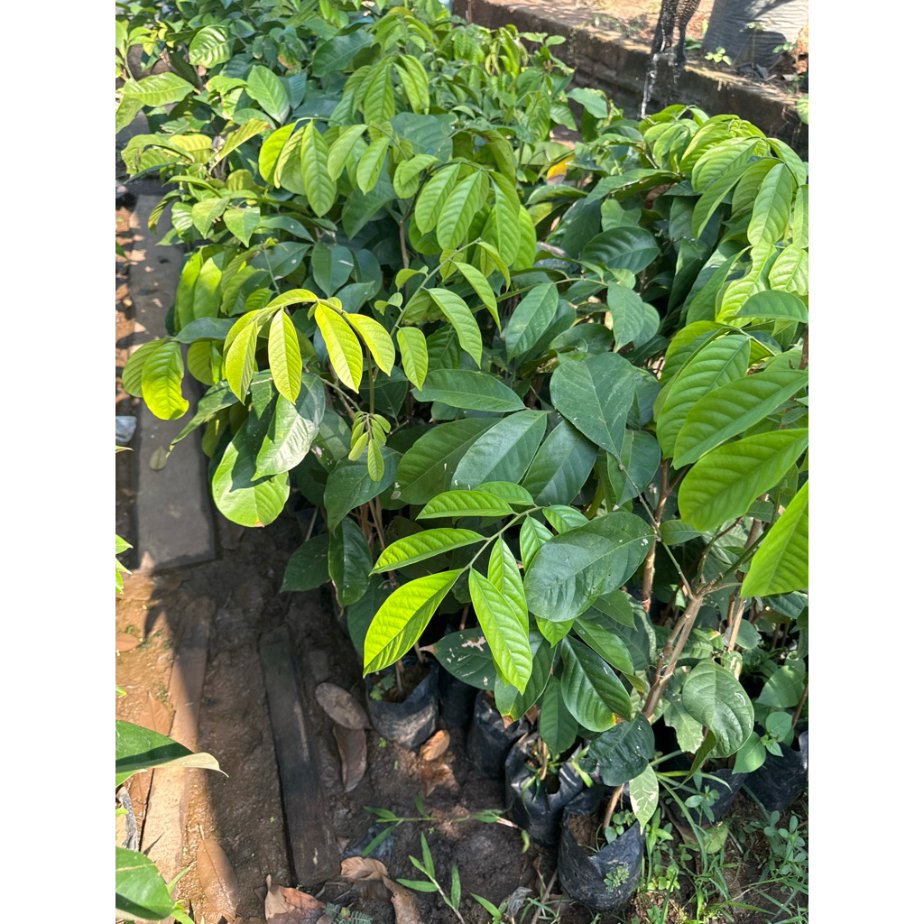 

BIBIT DUKU PALEMBANG