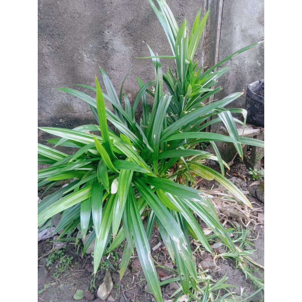 

Daun pandan wangi 1ikat (10-15) helai 100g