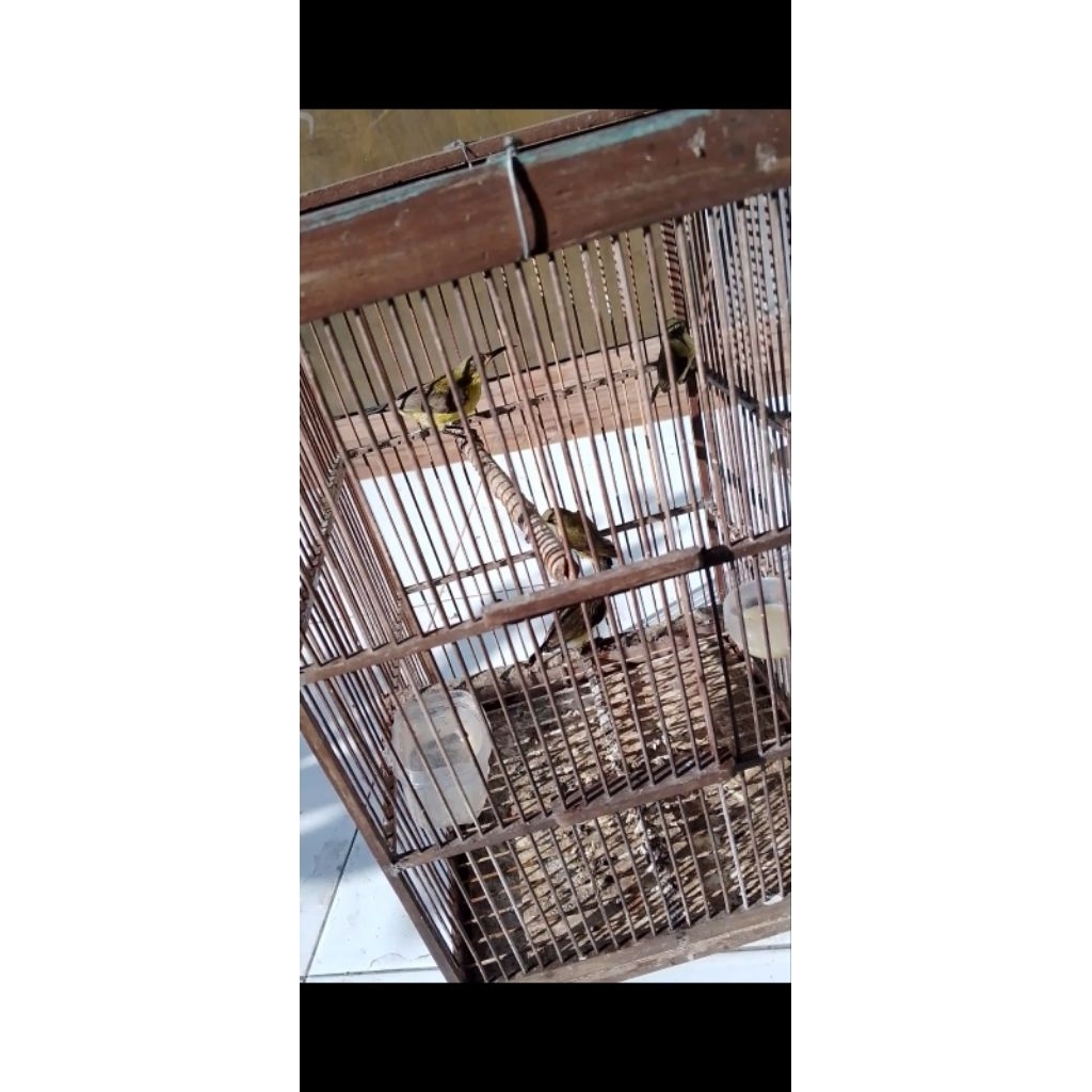 sogon/sogok otong ijoan