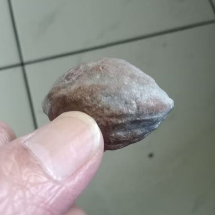 Kemiri Adu Muncang Adu Obral Jawa Arin Ori Hulbun Lumiat