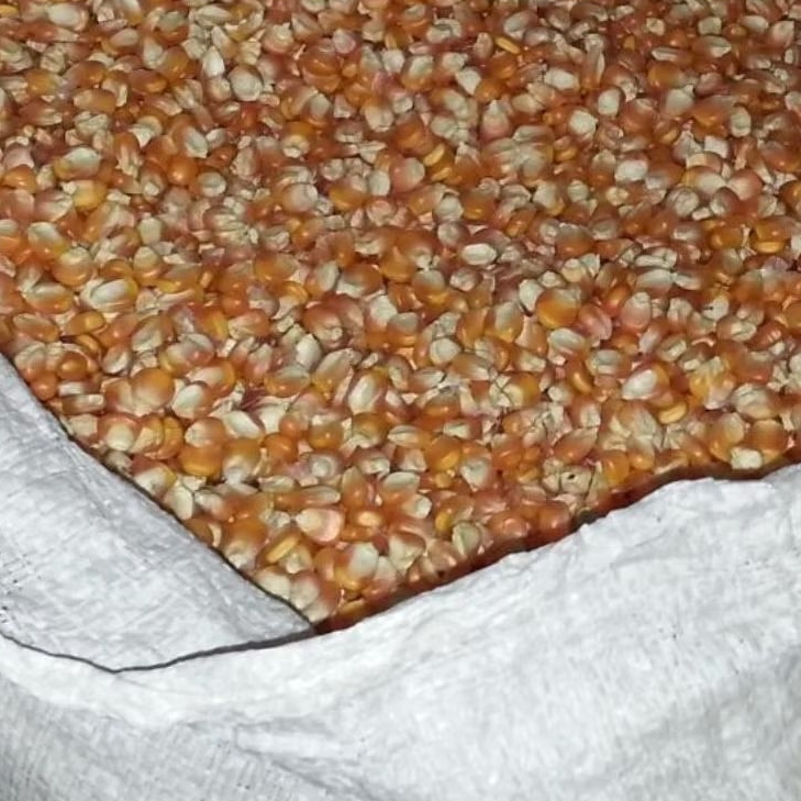 

jagung pakan burung dara / jagung pipil madura 1kg