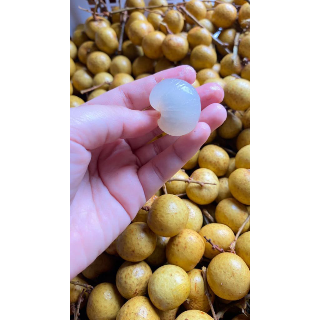 

kelengkeng madu maniss 1kg