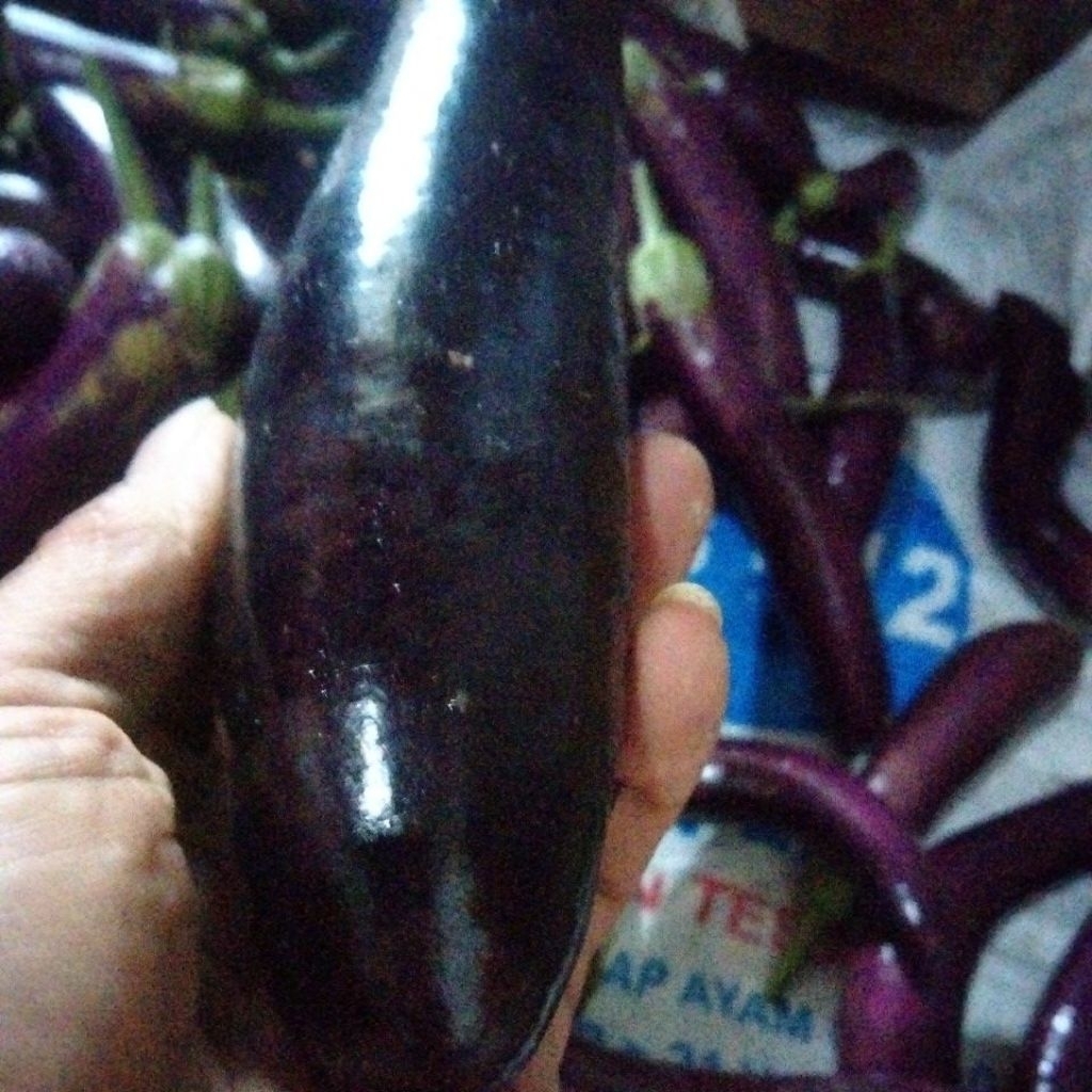 

terong ungu 1kg segar