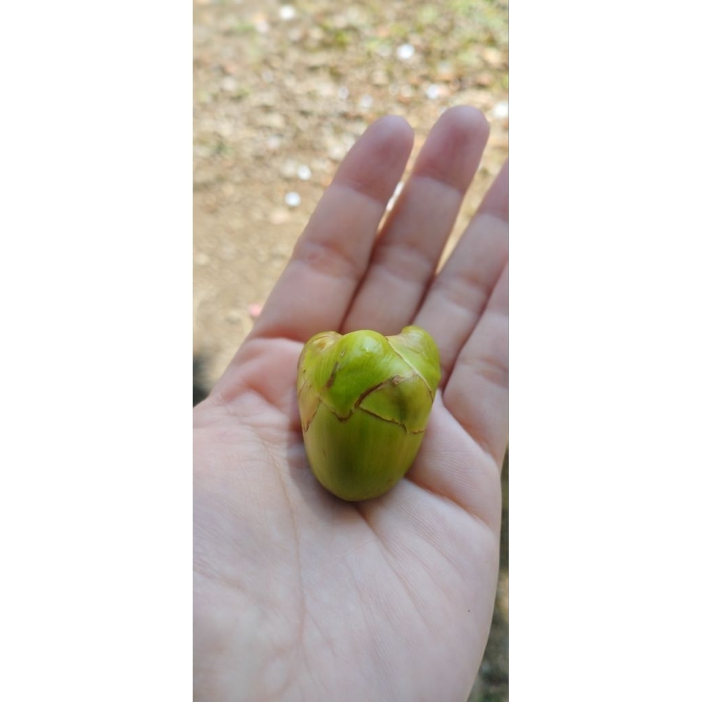 

tembuluk/kelapa muda