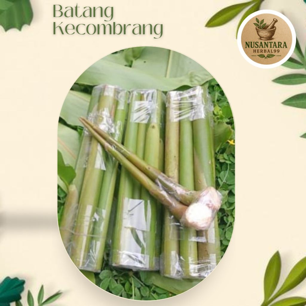 

Batang Rias/Kecombrang 500Gram Bisa COD!