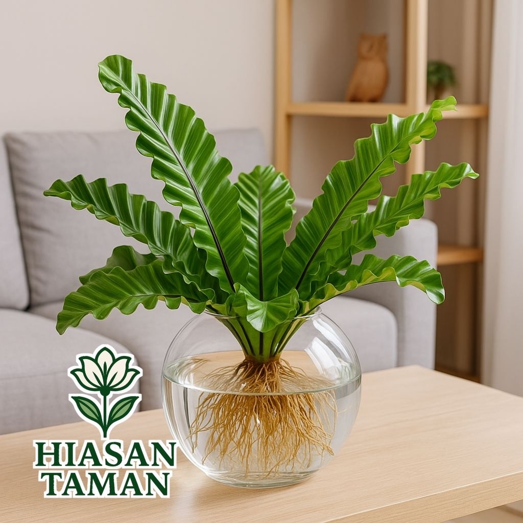 Tanaman media air kadaka lasagna - tanaman hias kadaka lasagna - tanaman yg bisa hidup di air