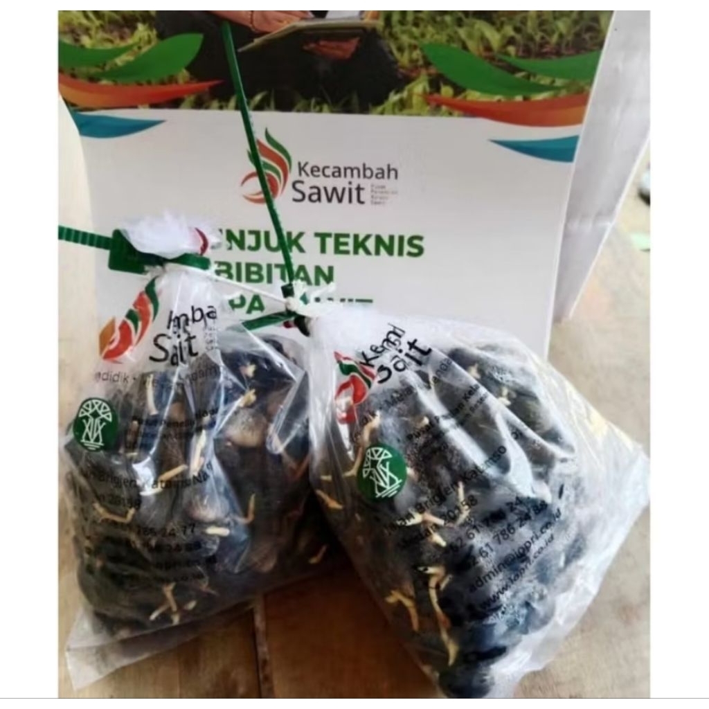 Benih Kecambah Sawit PPKS DxP SIMALUNGUN