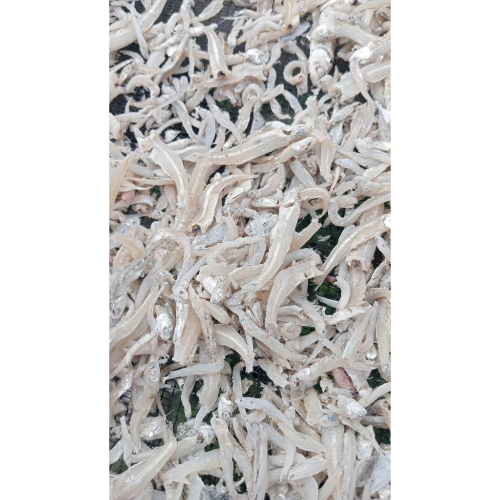 

TERI KATAK ATAU TERI GEPENG REBUS LAUT