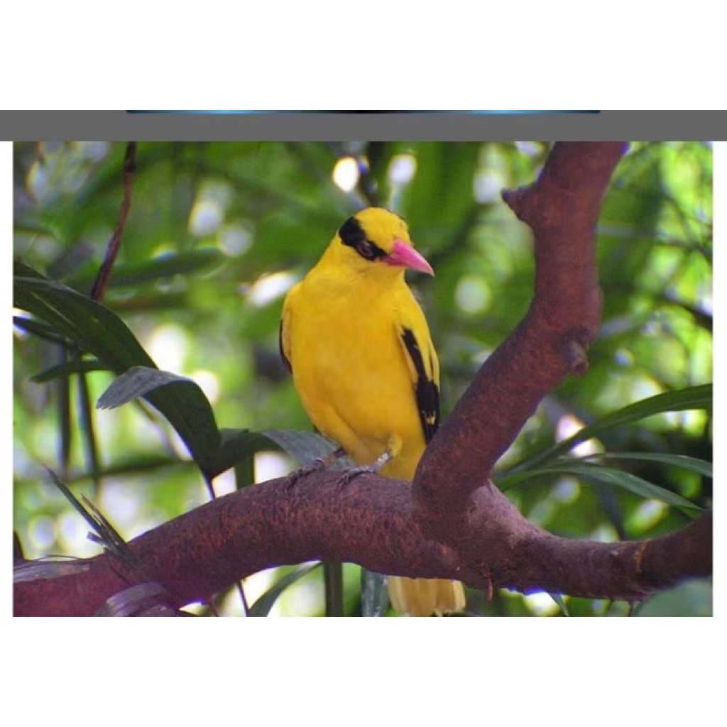 KEPODANG EMAS SUMBAWA JANTAN PiLihan