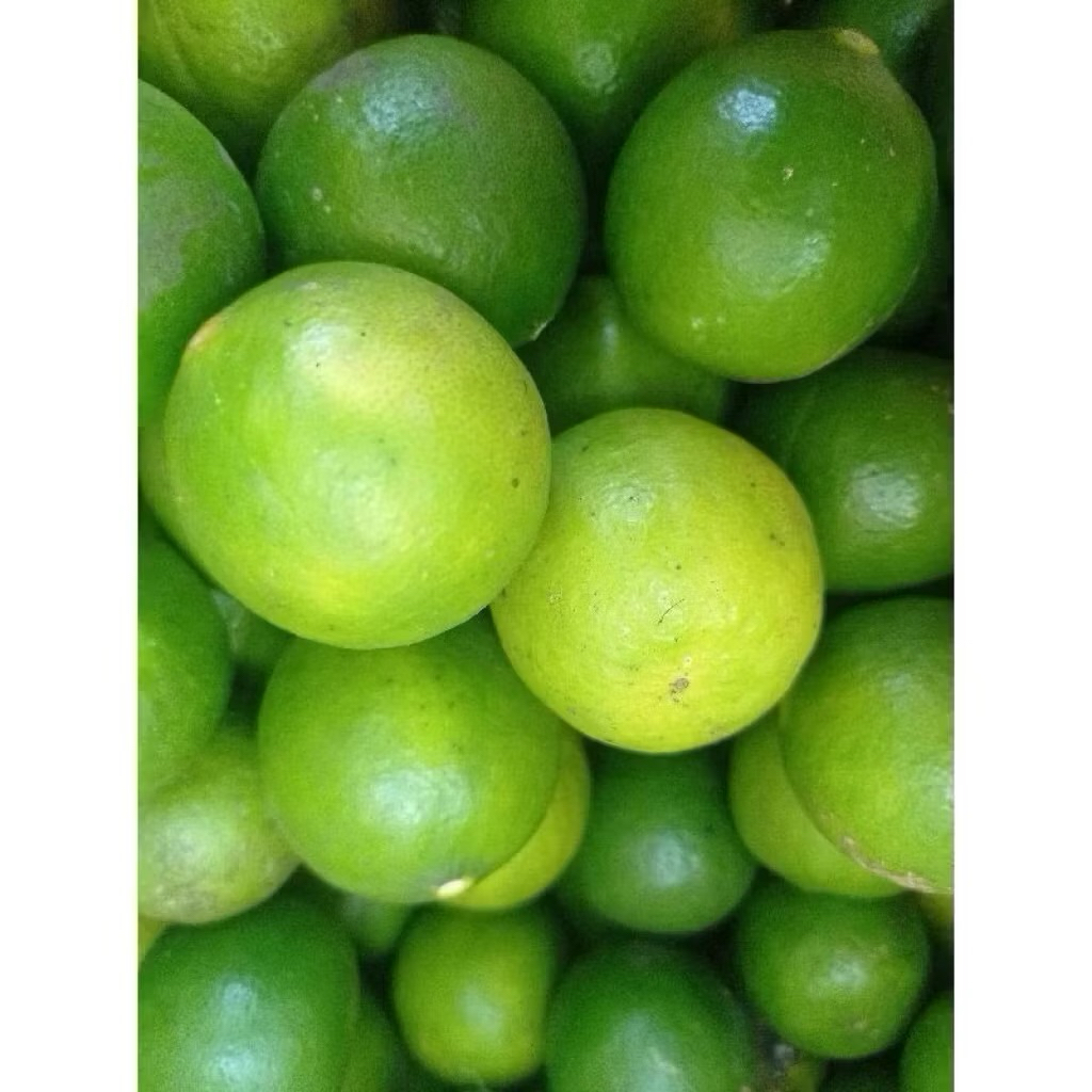 

1 Kg Jeruk Nipis Segar || Jeruk Fresh ||