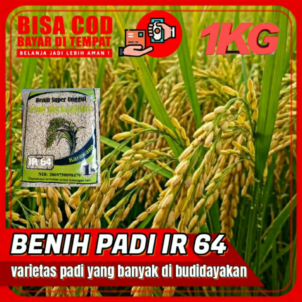 BENIH BIBIT PADI (IR64) KEMASAN 1KG ORIGINAL