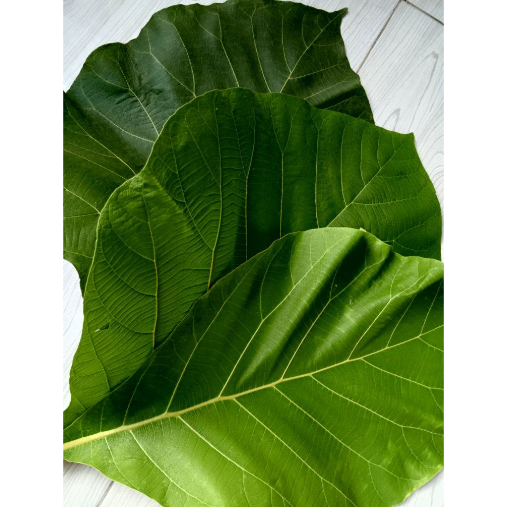 

daun jati berkualitas, tanpa bolong 1kg