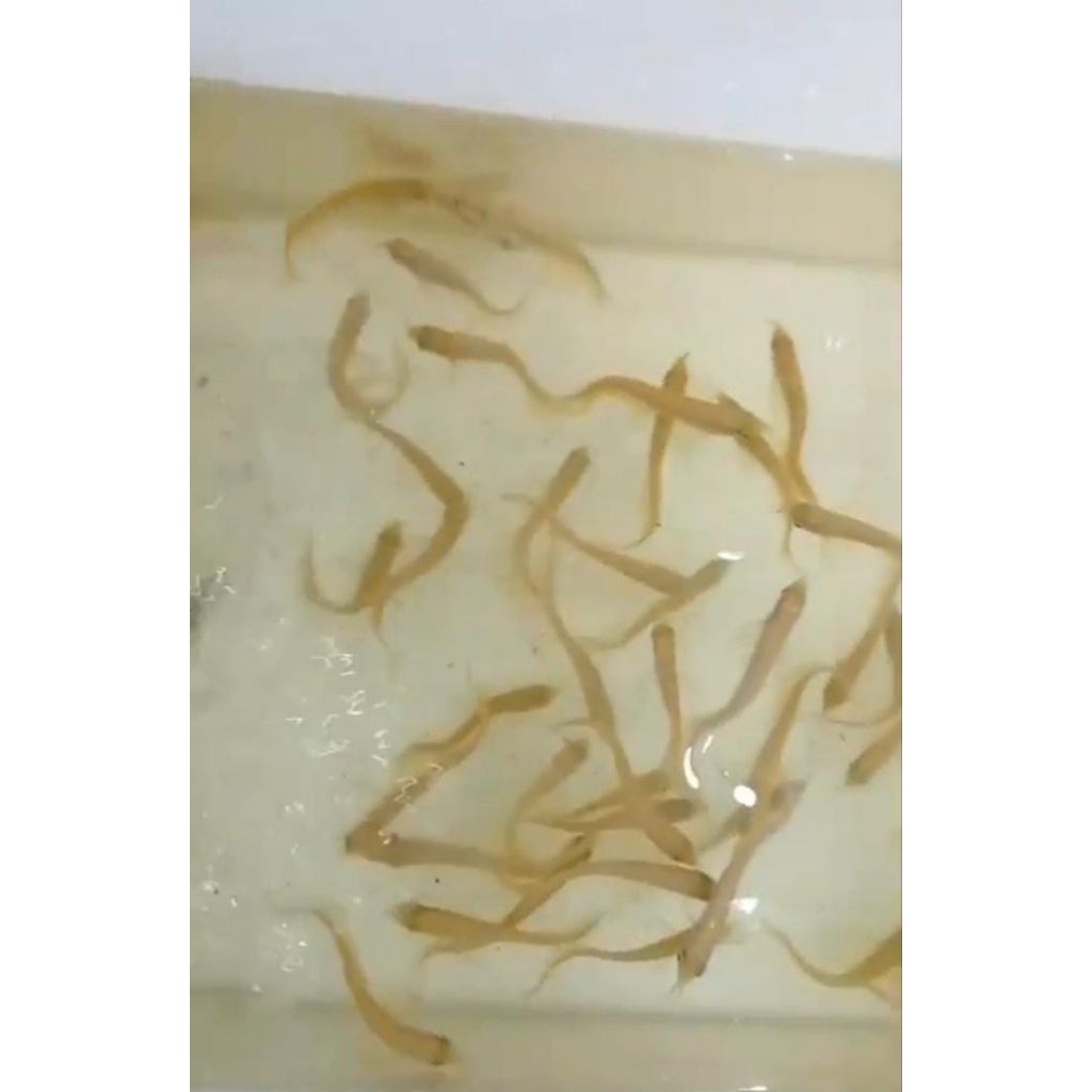 Arwana Silver Albino 8-9cm Paket 10 ekor + Box