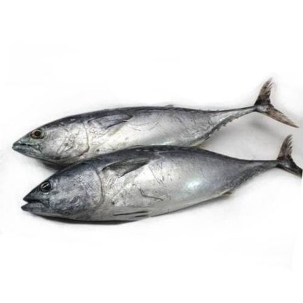 

Ikan Tongkol Sisik Fresh (Ikan Segar)