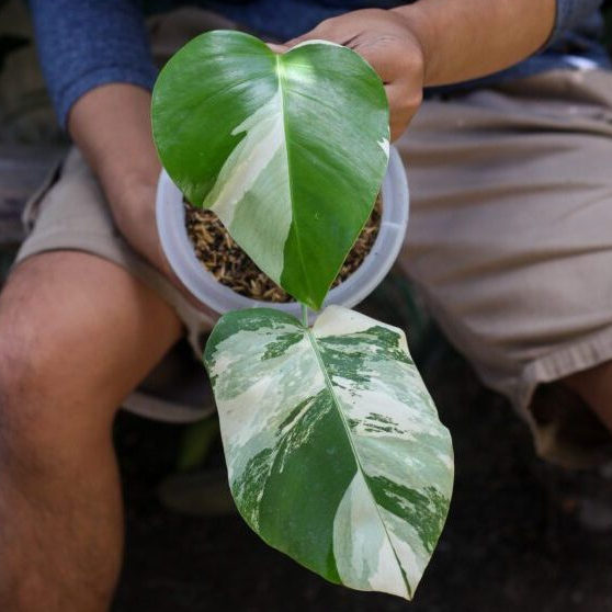 Monstera Variegata White Tiger