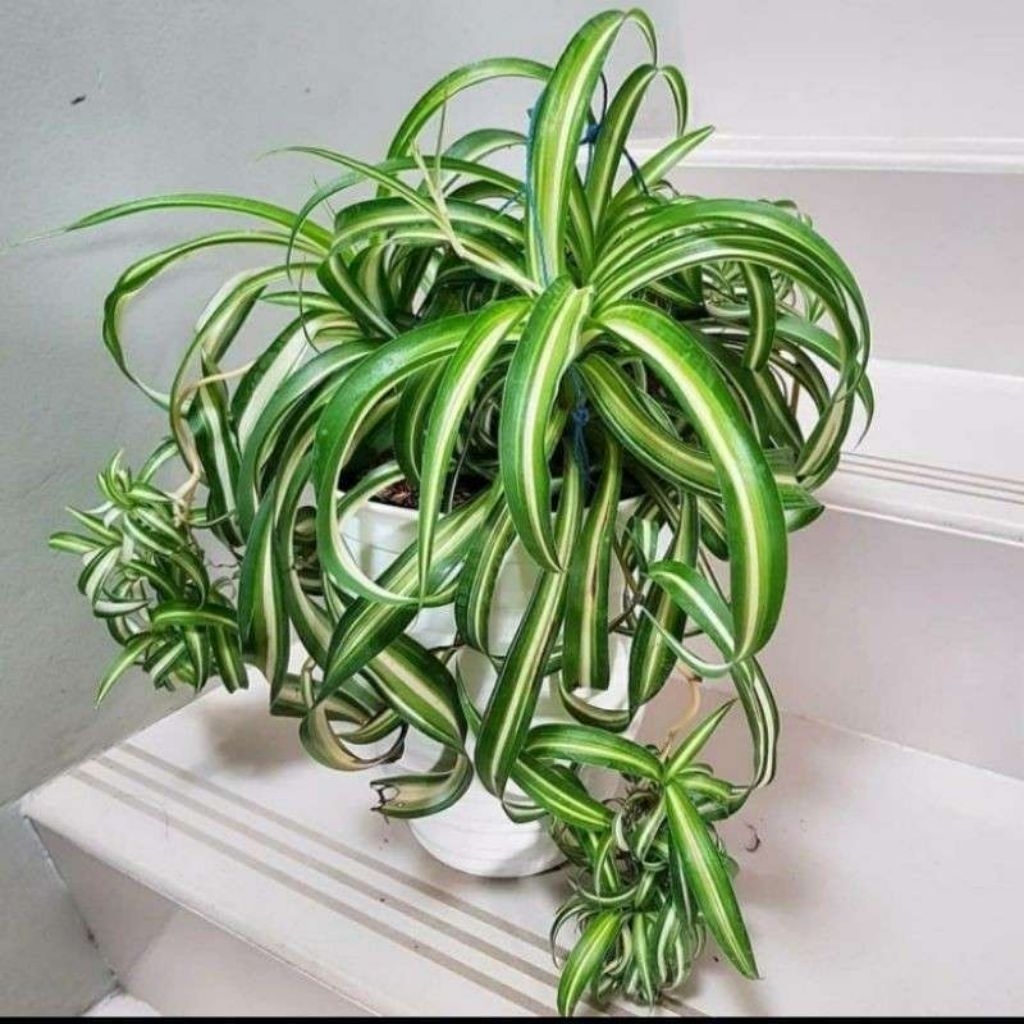 Tanaman hias lili paris - tanaman bunga lili paris