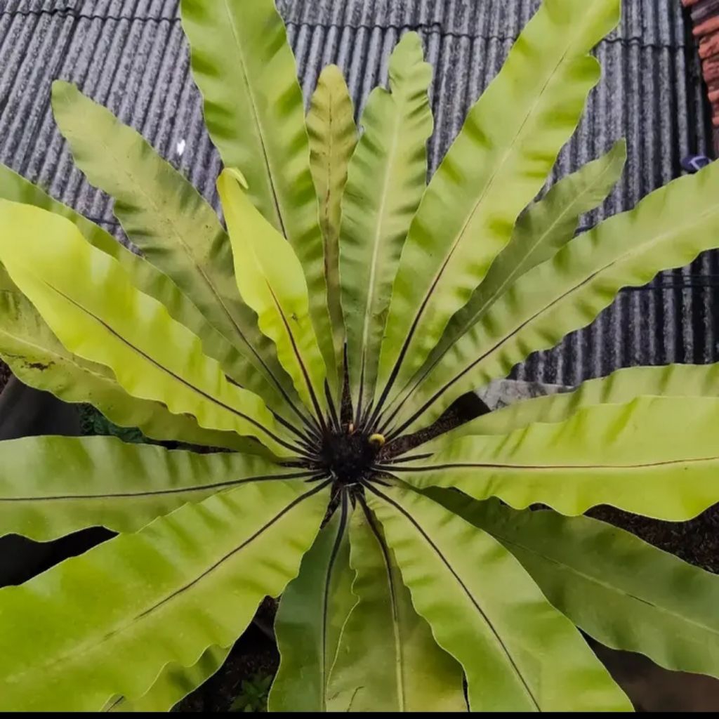 kadaka jumbo ,kadaka hias kadaka sarang burung ukuran jumbo