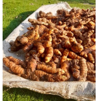 

Kunyit kunir kuning segar 1kg