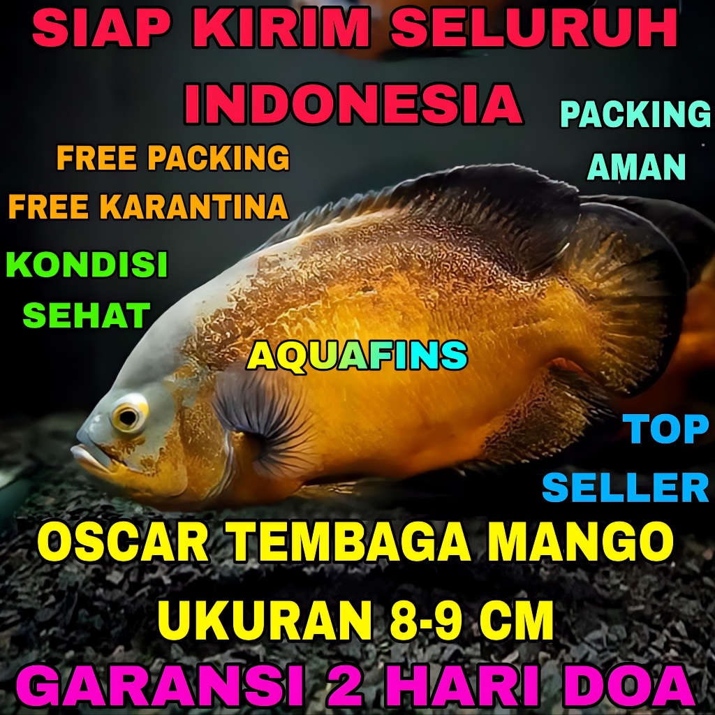 HIASAN CICHLID OSCAR TEMBAGA FIRE RED COPPER MANGO UKURAN 8-9 CM