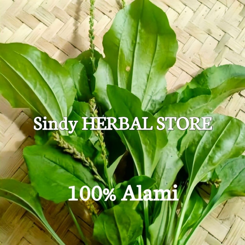 

Daun Ki Urat Alami Organik Isi Per 250 Gram