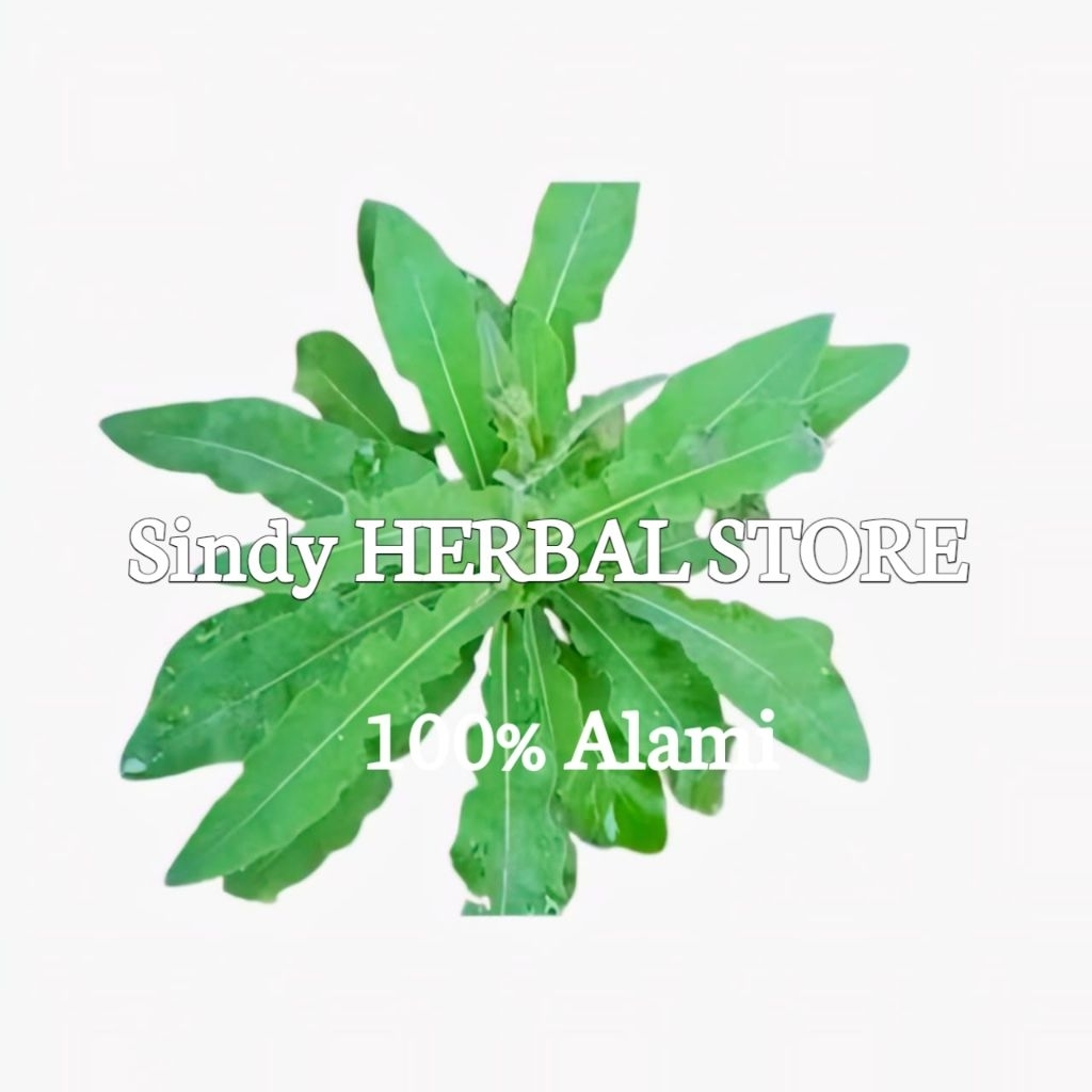 

Daun Tempuyung Segar Isi 250 Gram Organik Dadakan